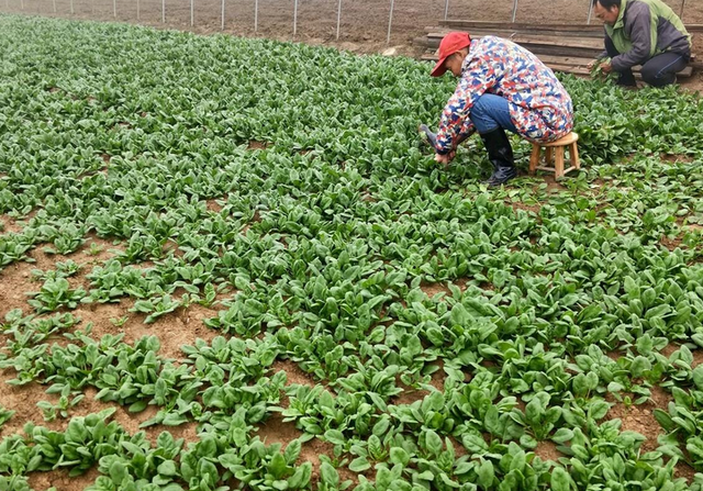 越冬前，种植的大蒜、菠菜、葱记得做好几点，要不冬天容易冻伤