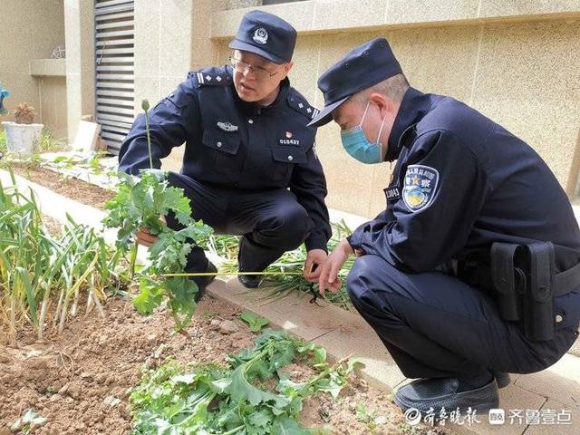 济南一市民竟在自家院里种罂粟，民警无人机巡查发现上门“铲毒”