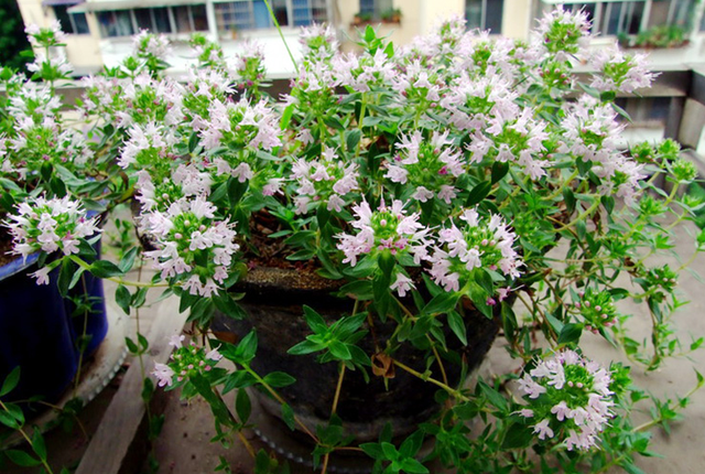 如果你怕蚊子，不如养盆“百里香”，能当香料能杀菌，还能当花赏