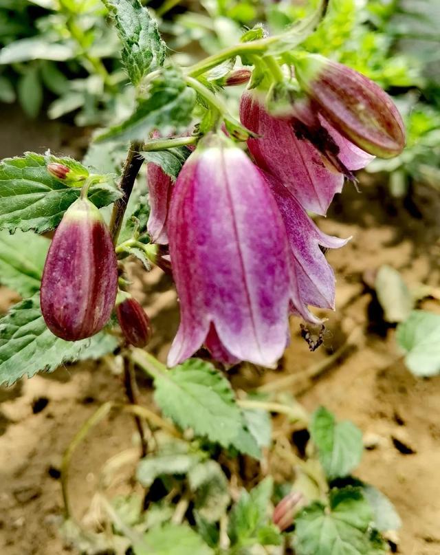 我的花草日记——看图写画，记录烈日下花园的耐晒花卉