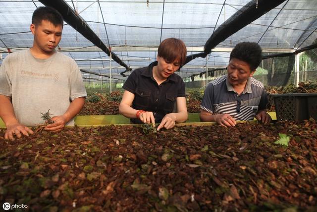 农村返乡创业，可以考虑种植，分享铁皮石斛种植管理技术