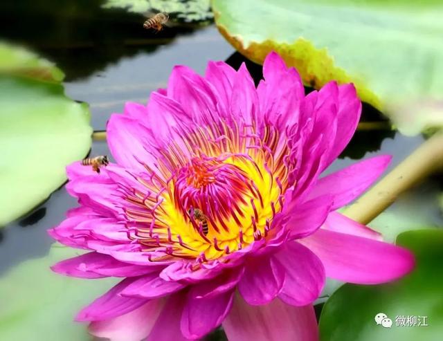 花都开好了！来，九品香莲正诠释着这个夏日的唯美～