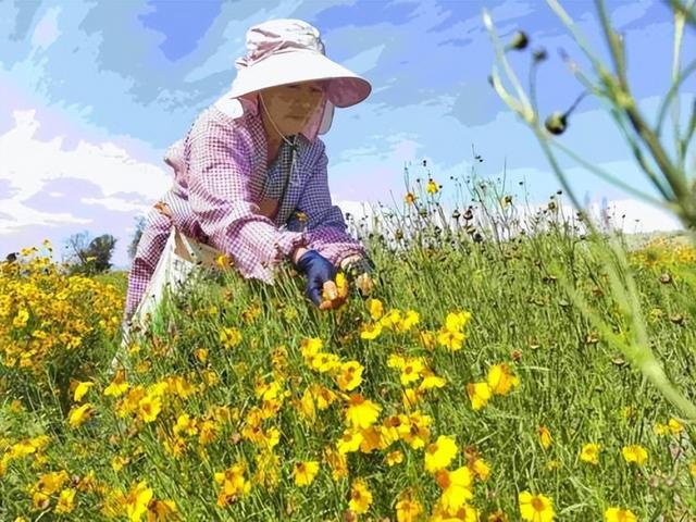 走进乡村看小康｜三千亩雪菊喜丰收 开出村民致富花