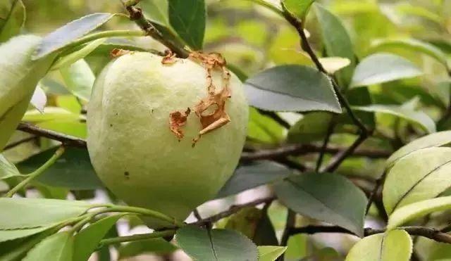 春天是采摘野菜野果的时候，还记得那些大饱口福的野菜野果吗？