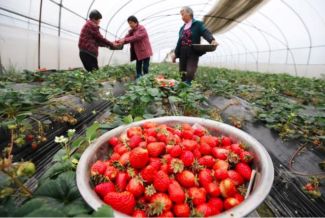 百亩草莓喜获丰收 线上销售节约成本