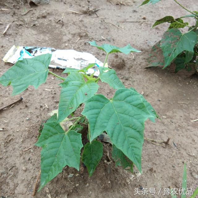 响应国家造林政策农村种植这个很有前景