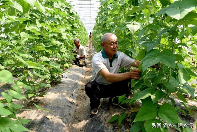 经验分享，种植蔬菜要掌握好这三点，很多人可能做错了