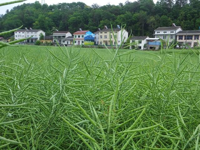 油菜冬季前的长势与产量有什么关系，冬季前油菜怎样管理?