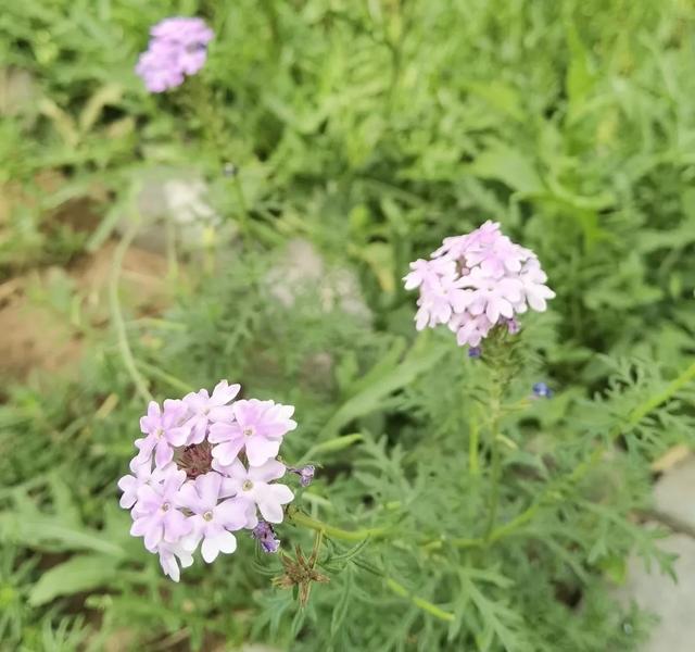 我的花草日记——看图写画，记录烈日下花园的耐晒花卉