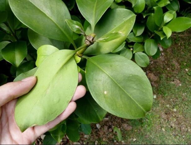 养非洲茉莉要是没掌握好这三个技巧，你家的只能观叶，别人家爆花