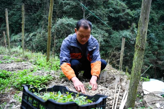 龙胜：人勤春来早，小小罗汉果苗撑起大产业