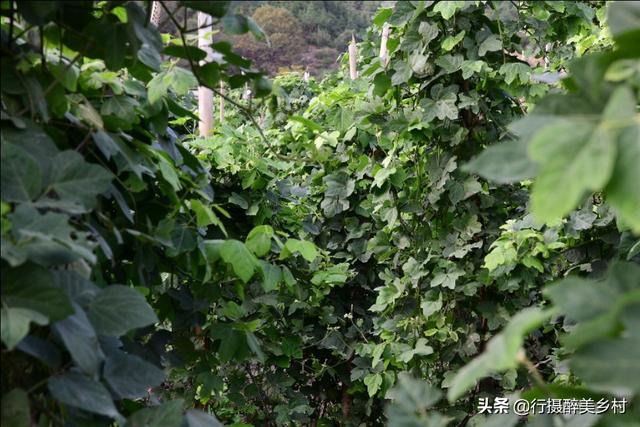 平富上寨葛根种植基地：掌握这些技巧，你也能将葛根种得又肥又壮