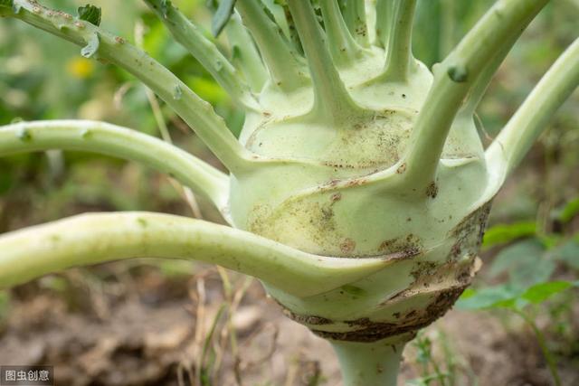 大头菜无公害栽培技术，种植非常简单，都不用怎么管理