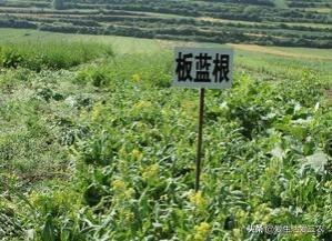 想发财种药材，推荐十种目前火爆药材种植项目，请收藏