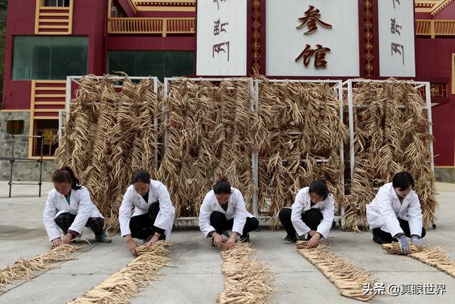 九寨沟党参的原始种植和加工，超乎你的想象