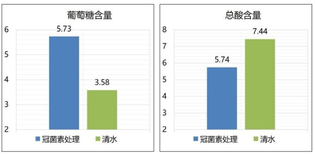 种植樱桃用这招，色艳果甜品相好，卖出好价钱