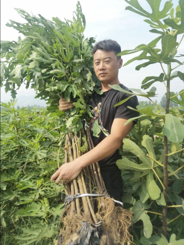 无花果被称为长寿果，开发潜力巨大，无花果大棚温室种植技术