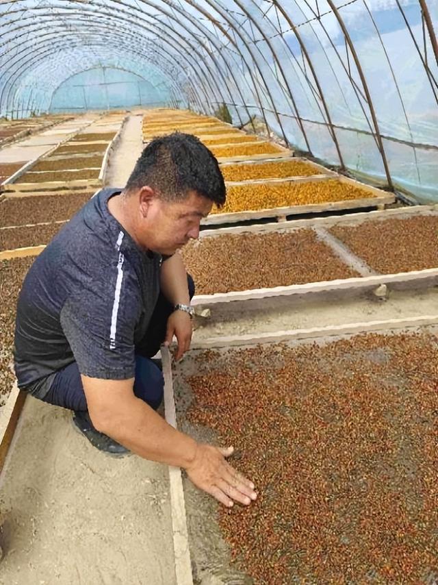 走进乡村看小康｜三千亩雪菊喜丰收 开出村民致富花