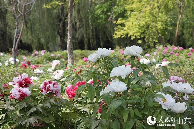 山东菏泽：牡丹竞相绽放 赏花正当时