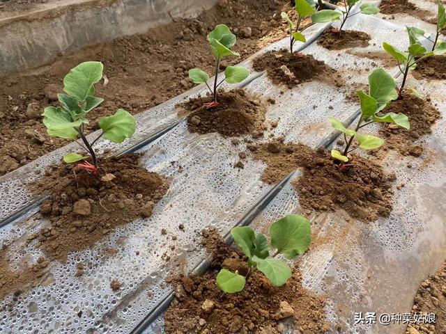 种植茄子，老是早早死掉怎么办？注意这3点，茄子从春天长到冬天