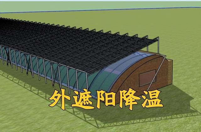 越夏大棚西红柿“坐果难”，重点原因有三种，对号入座即可