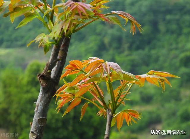 大棚香椿高产高效栽培技术，老农告诉你这几种栽培方法，产量更高