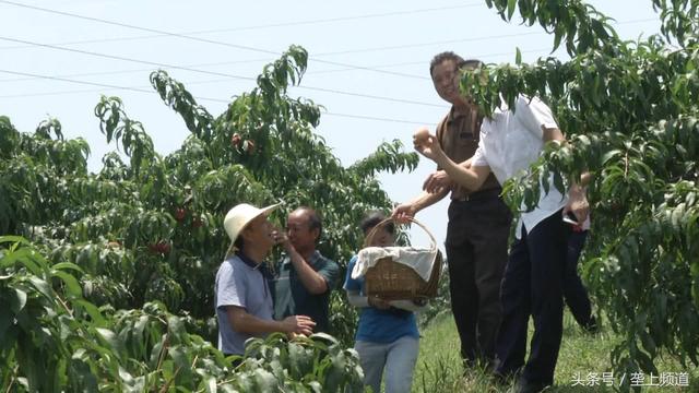 听说过桃树上长“苹果”吗？不仅好吃更能致富，一亩纯赚1.2万！