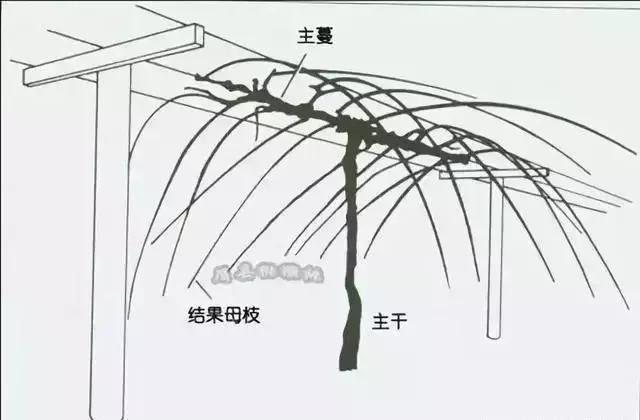 「收藏」新手必读，猕猴桃选种、建园、种植手册！（下）