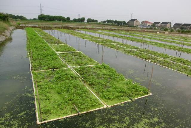 一块水田两份收入，水面种水芹，水下养泥鳅，每亩年赚4万元