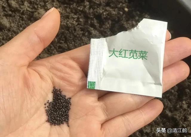 靠颜值“吃饭”的苋菜什么时候种植效益最佳？脆嫩清香红焰如火