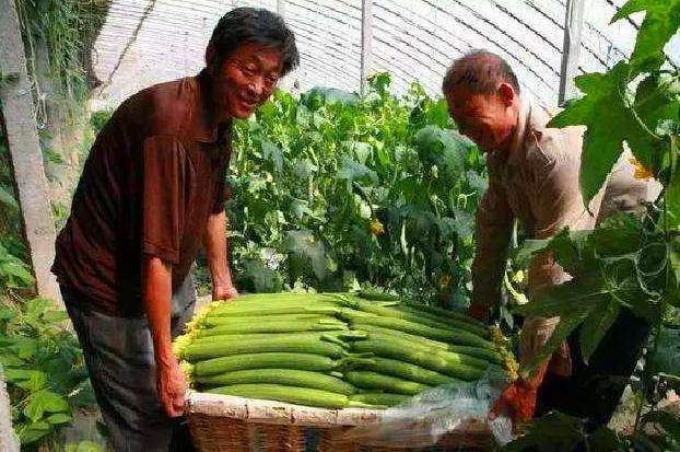 农民日光温室秋冬季种植丝瓜，要想丝瓜嫩又长，田间管理要到位