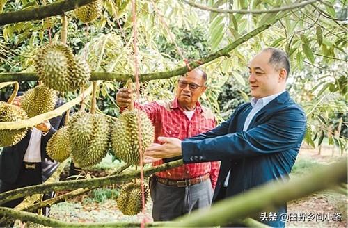 榴莲种植的注意事项