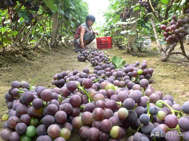 农村种葡萄要不要套养土鸡？这4个种葡萄的坑，你都遇到过哪些？