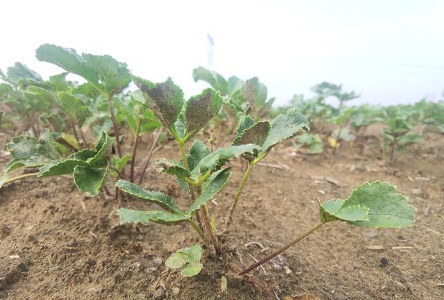 北沙参的种植加工与市场行情