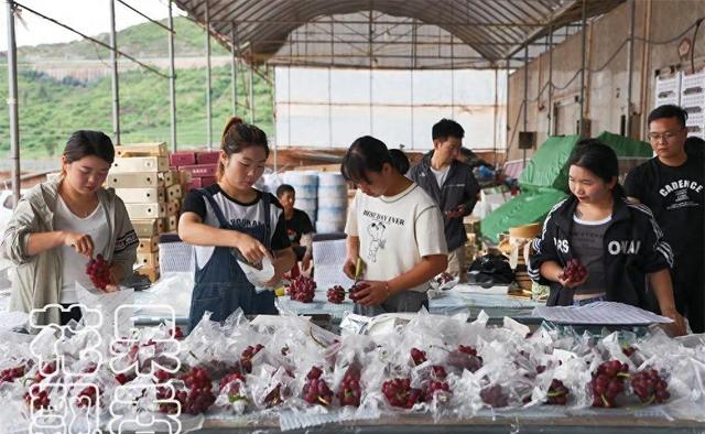 阳光玫瑰陨落之后，授权种植或将成为中国葡萄产业发展的主流模式