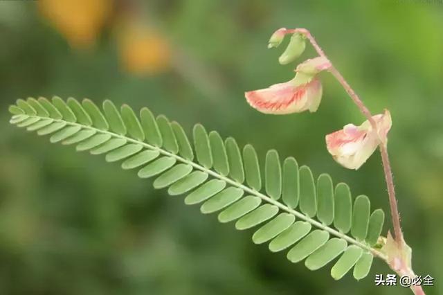 耐盐碱植物大搜罗：常绿植物、地被及其他篇