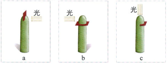 高中生物选择性必修一植物生长素答案