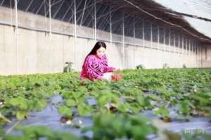 新疆草莓种植(乡村新面貌｜新疆阿图什温室草莓“抢鲜”上市)