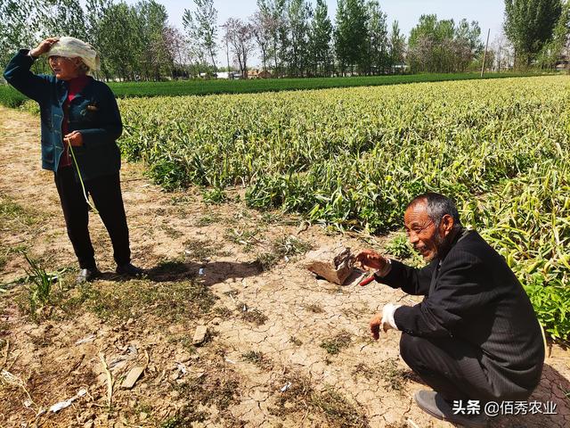 独头蒜身价高，市场潜力很大，农技专家告诉你怎么种植