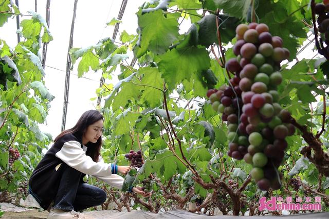 山东茌平：葡萄喜获丰收