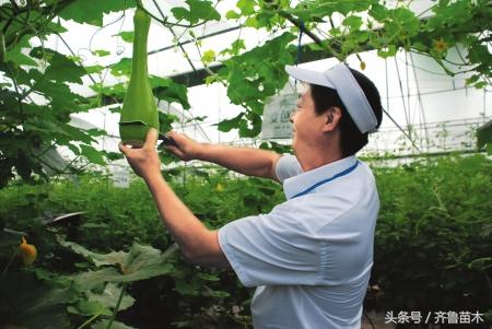 农村神瓜“砍瓜”，你吃过吗？