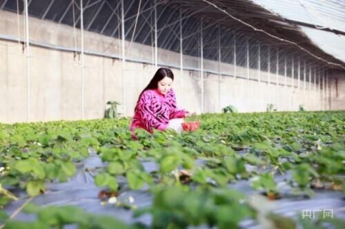 乡村新面貌｜新疆阿图什温室草莓“抢鲜”上市