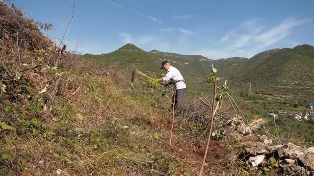 邯郸涉县：修梯田，种连翘！助农增收抄“近道儿”