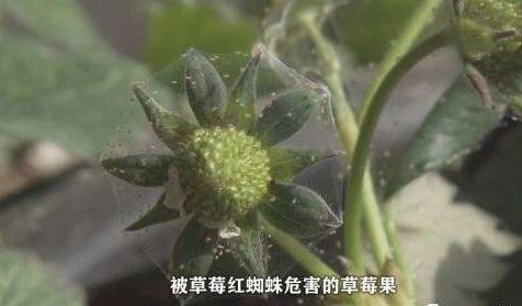 草莓红蜘蛛爆发期快来了！99%的人不知道这些干货