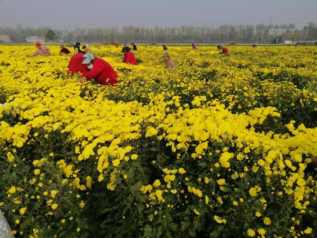 河南太康：朵朵菊花铺就致富“黄金路”