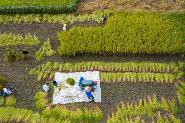 玉米不减产，大豆是“赚”的！今年四川大豆玉米带状复合种植任务量领跑全国，彭州持续发力