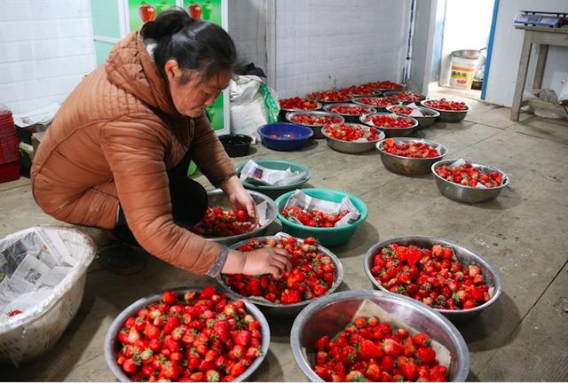 百亩草莓喜获丰收 线上销售节约成本