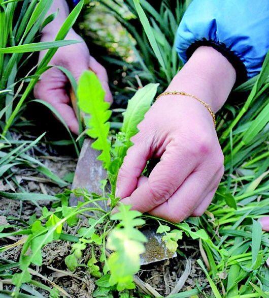 春天是采摘野菜野果的时候，还记得那些大饱口福的野菜野果吗？