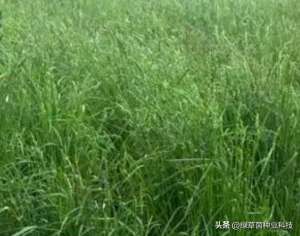 山东适合种植什么牧草(北方多年生放牧品种，优质牧草兼绿肥)