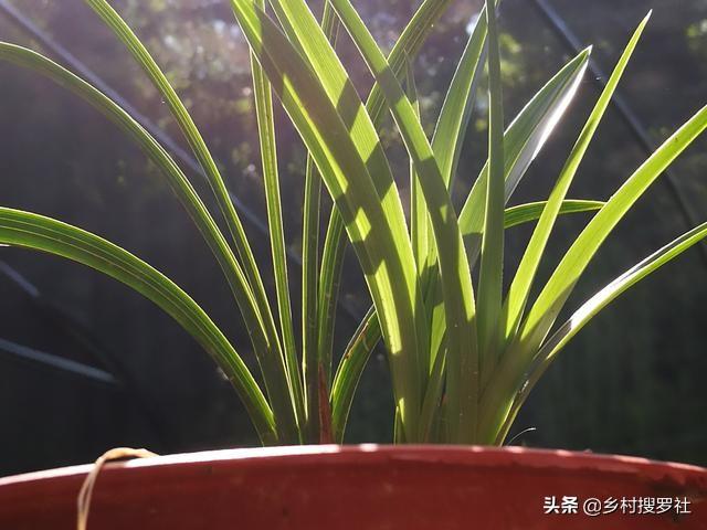 新手种植兰花，如何选择品种？这些冷知识你应该知道